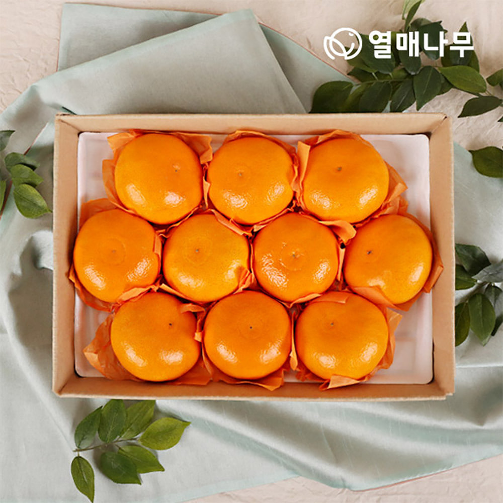 [과일愛][열매나무]천혜향 3kg[10~13과] 1박스