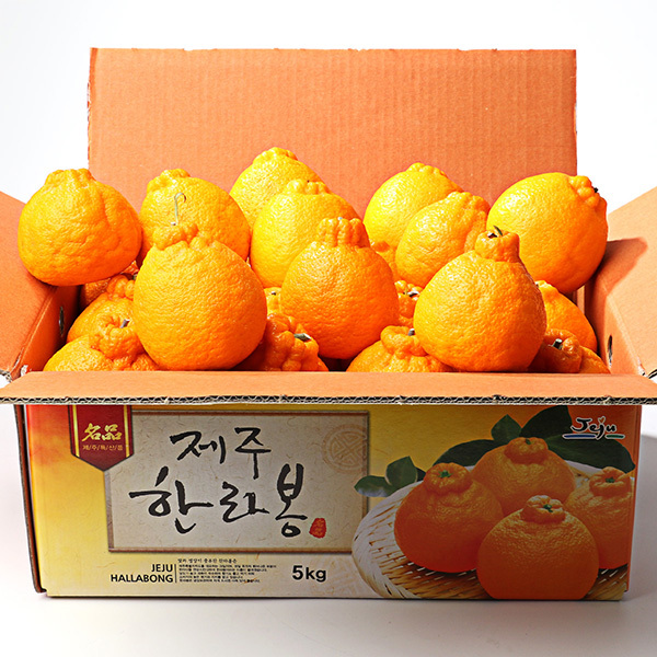 [과일愛]제주 지삿개농장 한라봉 5-1호 (22과 내외 5kg 소)