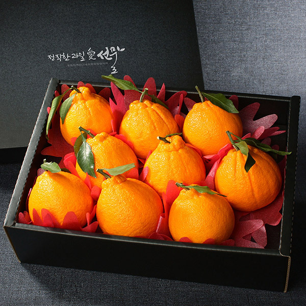 [과일愛]제주 한라봉 선물세트 2호 (9~10과 - 3kg)