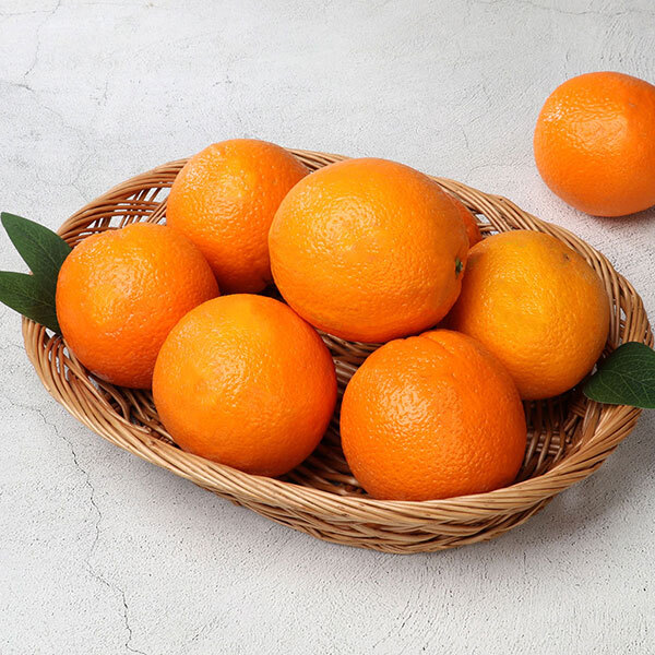 [과일愛]퓨어스펙 레드 고당도 오렌지 대과 3Kg (10~11과)